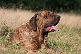 FILA BRASILEIRO 101